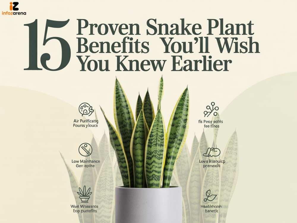 15 Proven Snake Plant Benefits You’ll Wish You Knew Earlier
